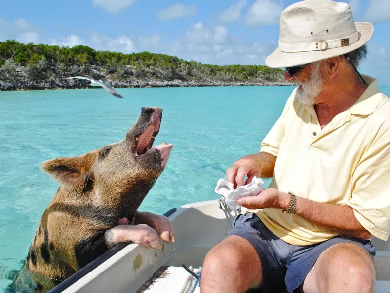 Swimming pigs of the Bahamas for a destination guide