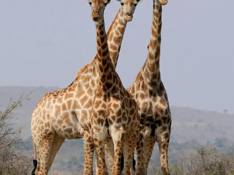 A tower of giraffes in Nairobi National Park for a safari experience