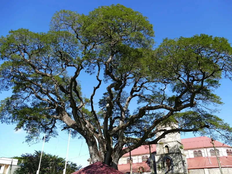 Tree for a destination guide