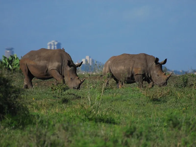 Two rhinos grazing in Nairobi National Park for a destination guide