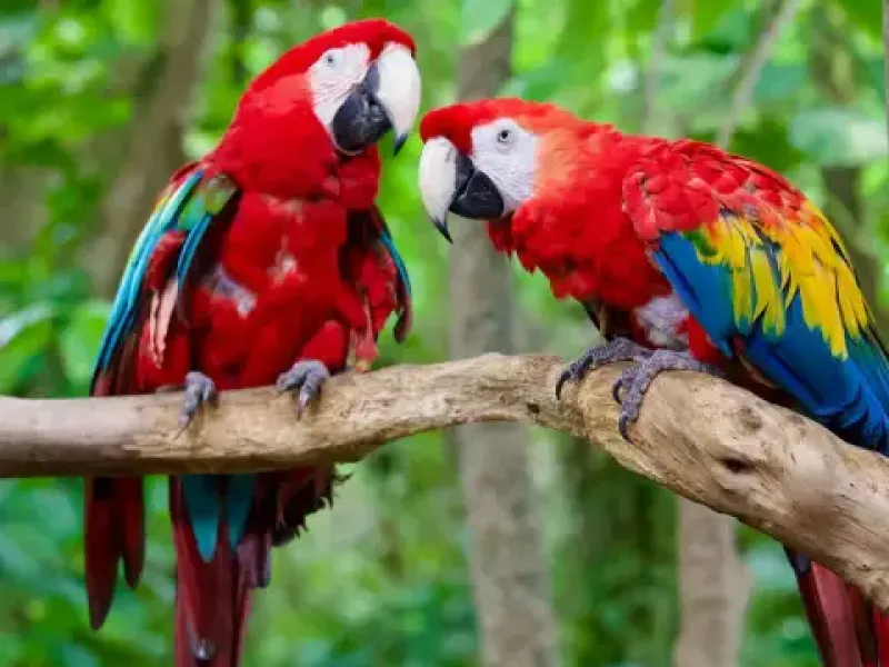 Two scarlet macaws