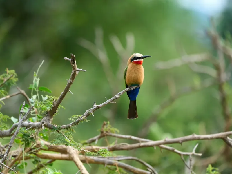 White-fronted bee-eater in South Luangwa National Park Zambia