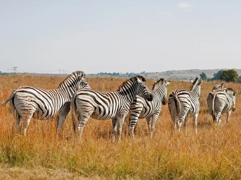 Zebras in field