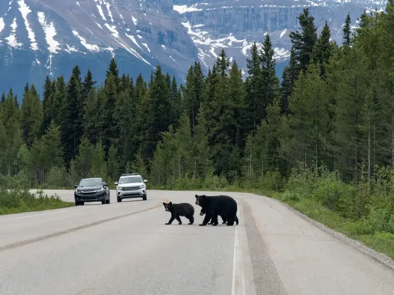 A black bear and cub cross a scenic Alaska highway as cars stop; with snow-capped mountains and evergreen forest behind.