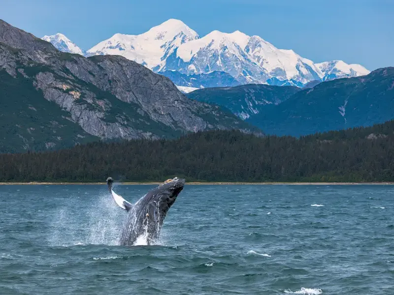 Humpback whale breaching in Alaskan waters during an Alaska cruise; with snow-capped peaks and forested shores behind.