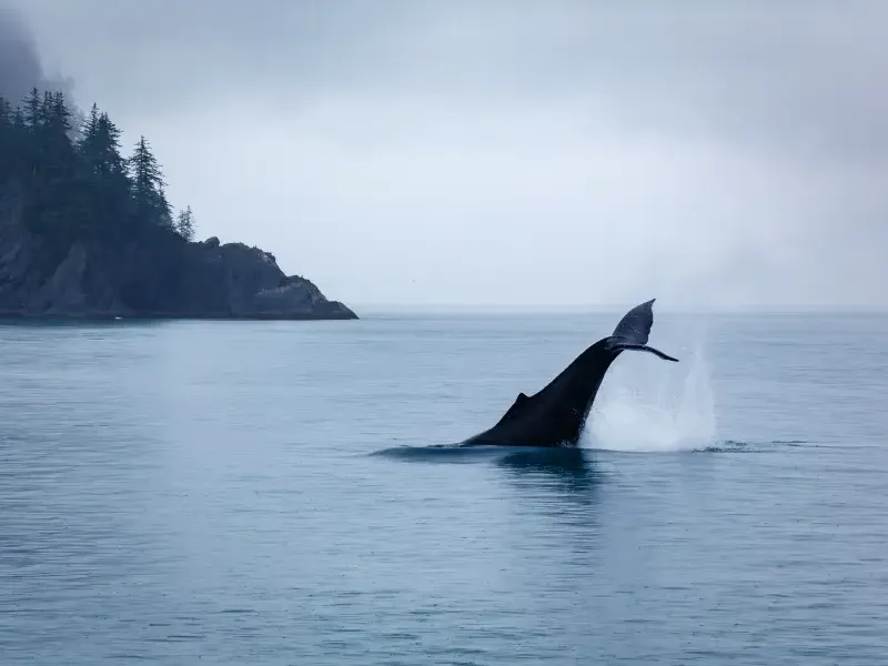 Humpback whale flukes rising above calm Alaska coastal waters with misty forested cliffs in the background.