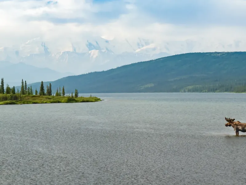 Bull moose wading in a calm Alaska lake with snow-capped Alaska Range peaks and boreal forest in the background.