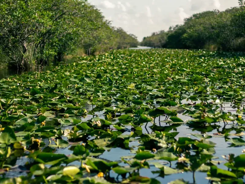 Dense lily pads covering a calm waterway canal flanked by lush trees in Miami; Florida's Everglades wetlands.