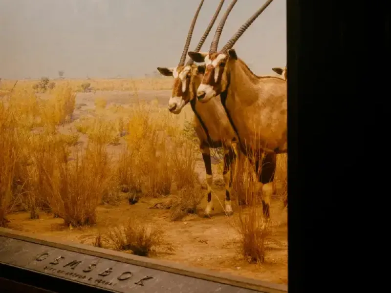 Gemsbok taxidermy diorama at a New York New York natural history museum showing two oryx in an African savanna setting