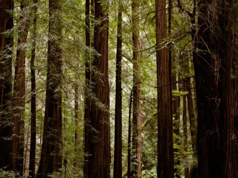Wooden boardwalk trail winding through towering coastal redwoods near San Francisco; CA in Muir Woods National Monument.