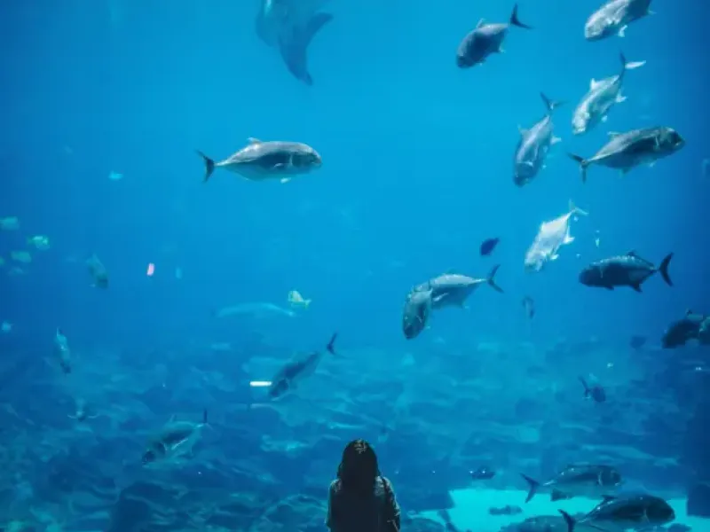 Visitor stands before massive aquarium tank in Chicago; watching a whale shark and school of fish swim in blue water.