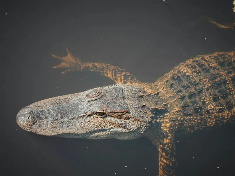 An alligator gliding through the dark water of a Louisiana bayou swamp near New Orleans