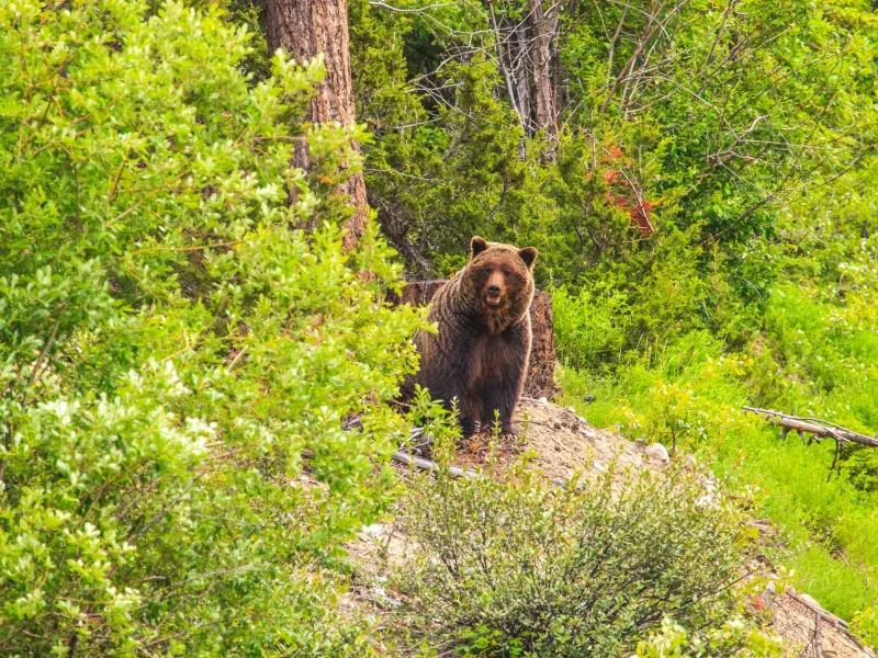 A grizzly bear stands on a bank of open ground at the edge of dense green forest, facing the camera at a distance.