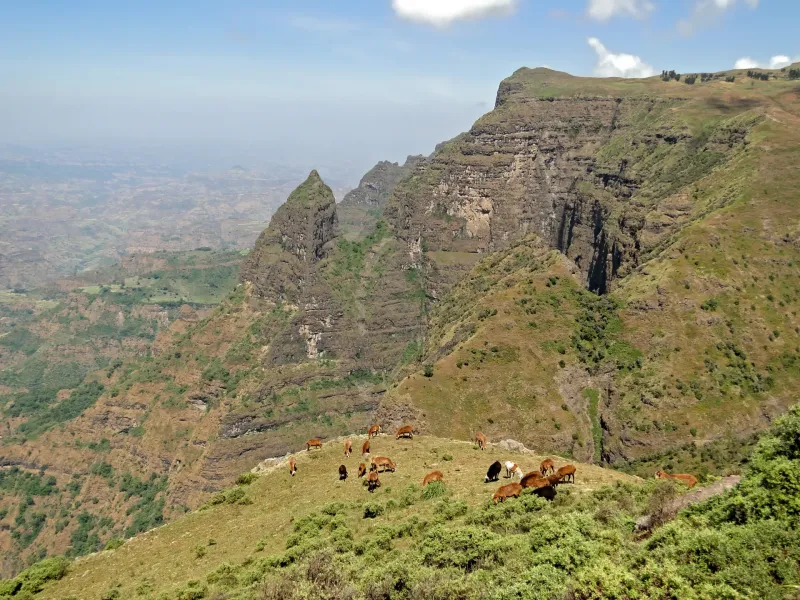 Cattle grazing on a steep grassy slope above the Simien escarpment, cliffs and pinnacles dropping away to lowland behind.