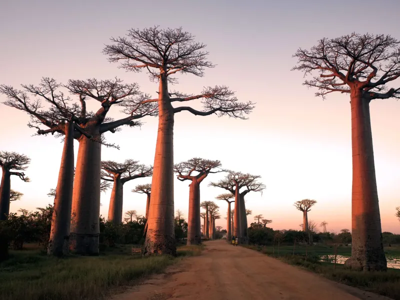 Grandidier's baobabs lining the dirt road of the Allee des Baobabs near Morondava, western Madagascar, photographed at dusk.