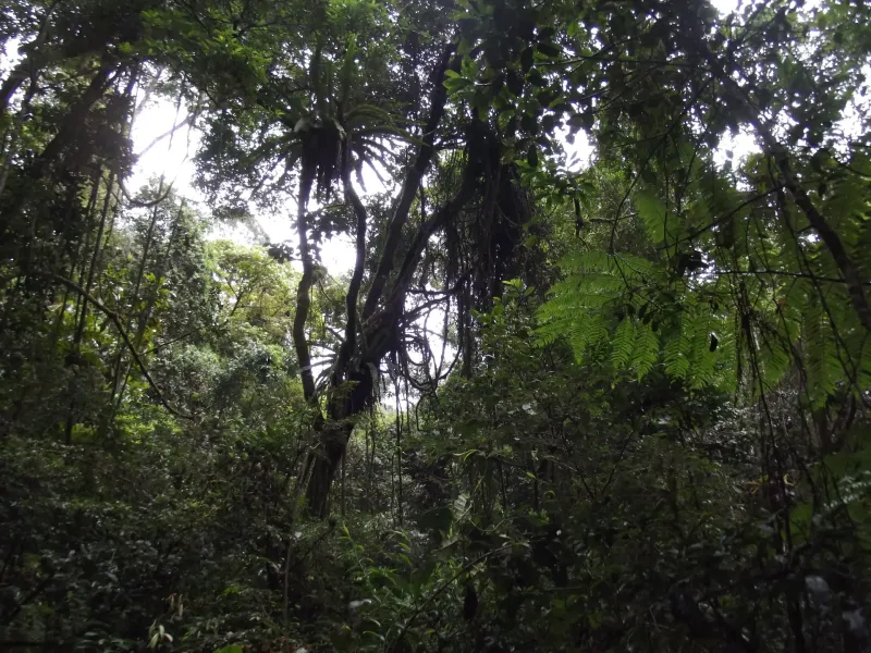 Dense rainforest in Ranomafana National Park, eastern Madagascar, one of six components of the Rainforests of the Atsinanana.