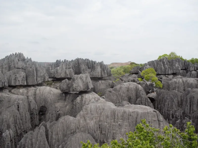 The limestone pinnacles of Tsingy de Bemaraha, western Madagascar, part of the Andrefana Dry Forests World Heritage site.