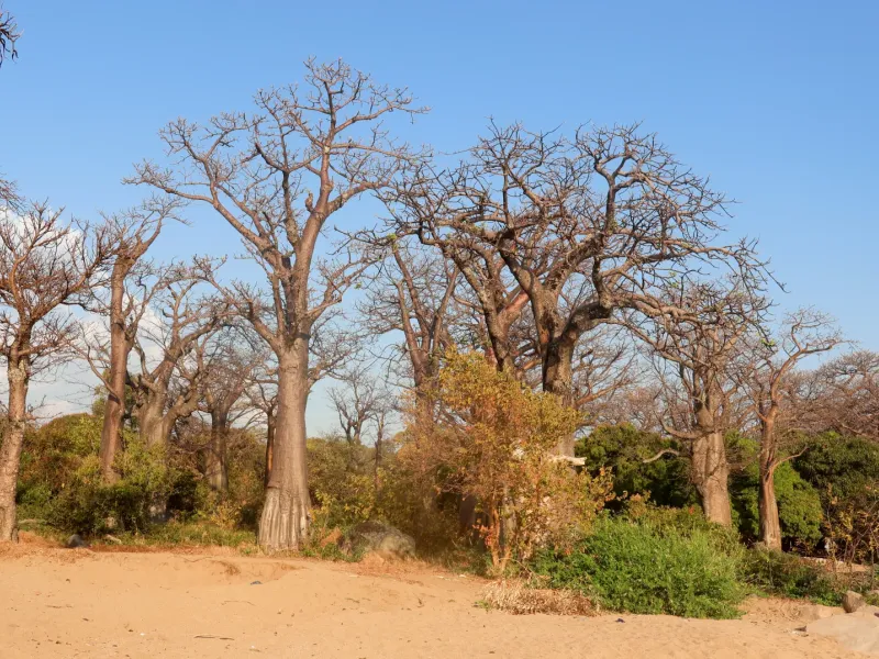 Baobab trees standing on dry sandy ground among low scrub on Likoma Island, Malawi.