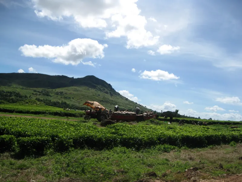 Rows of clipped tea bushes on an estate near Mulanje, Malawi, running up to a dark wooded hill under a cloudy sky.