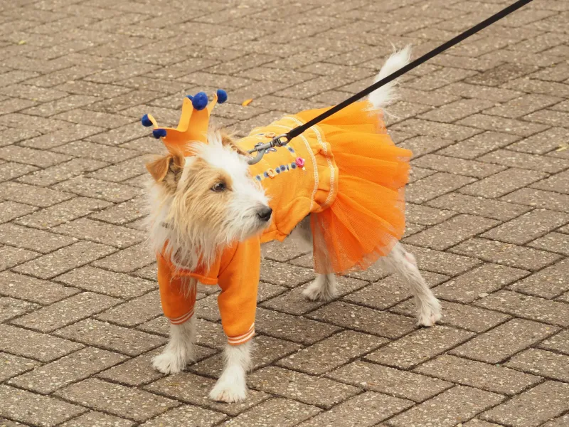 A small dog wearing an orange tutu and a paper crown on the brick paving of an Amsterdam street on Koningsdag.