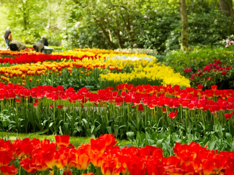 Long curving beds of red and yellow tulips in flower at the Keukenhof, with trees and two distant visitors behind.
