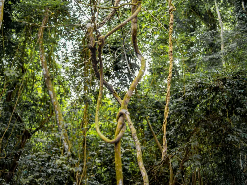 Tall trees and hanging lianas in the dense forest of the Osun-Osogbo Sacred Grove, Osun State, Nigeria.