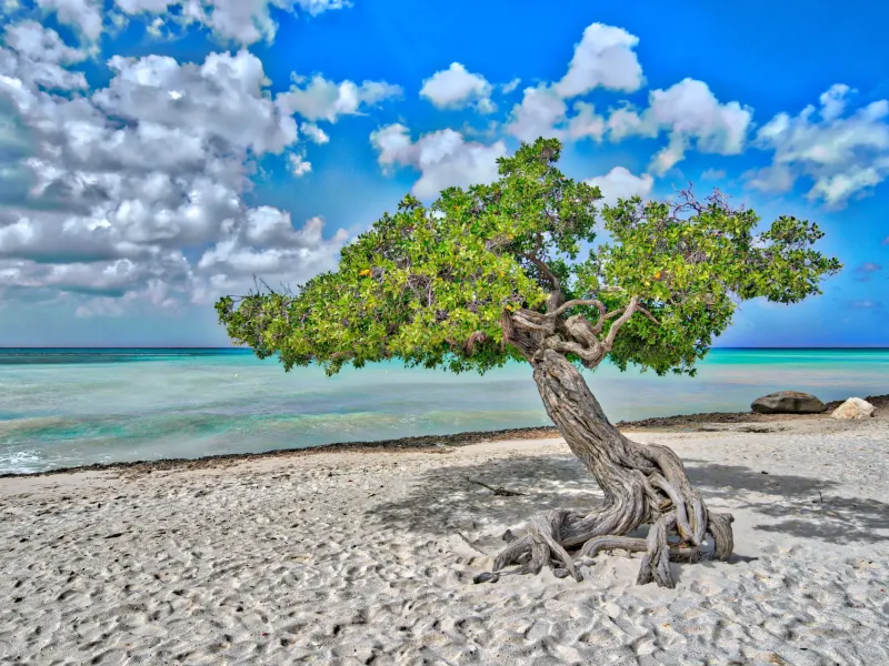 A wind-bent divi-divi tree on the sand above Aruba's turquoise shallows.