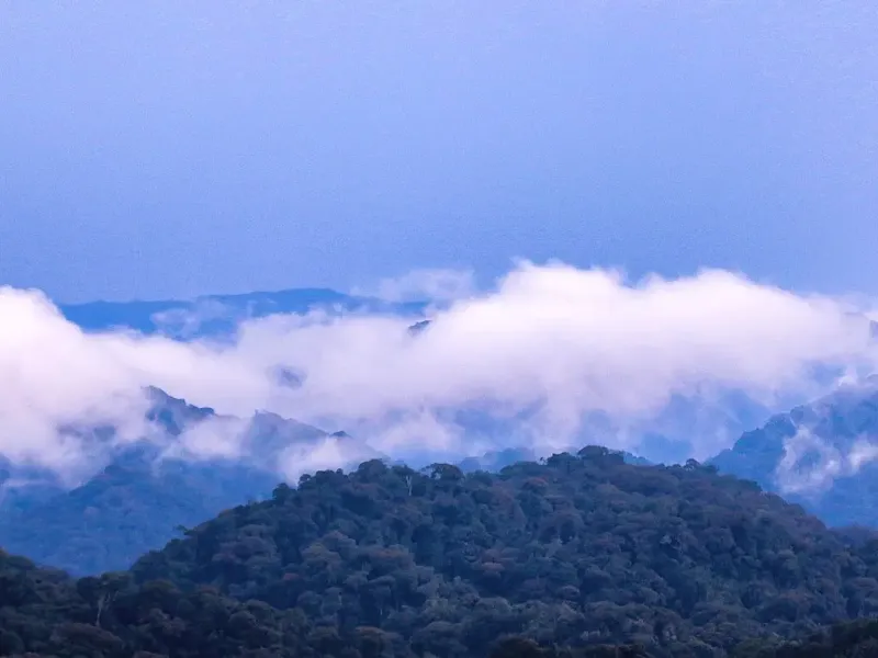 Cloud lying in the folds of unbroken montane rainforest canopy across ridge after ridge in Nyungwe National Park, Rwanda.