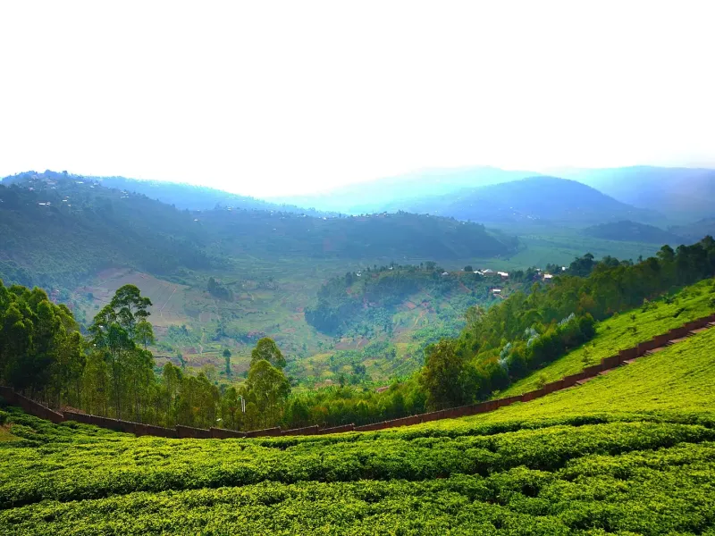 Terraced tea running down steep hillsides into a cultivated valley under morning haze, Sorwathe, Rwanda.
