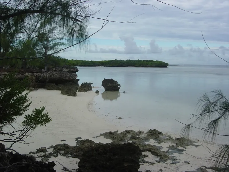 Fossil coral rock and pale sand on the lagoon shore of Aldabra Atoll, a wooded islet beyond, casuarina overhead.
