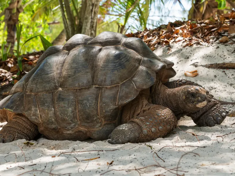 An Aldabra giant tortoise resting on a shaded paved path on La Digue, where a managed population is kept.