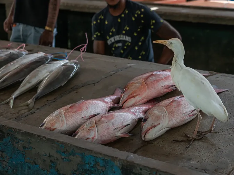 Tuna and reef fish laid out on a concrete slab at the market in Victoria, a cattle egret standing among them.