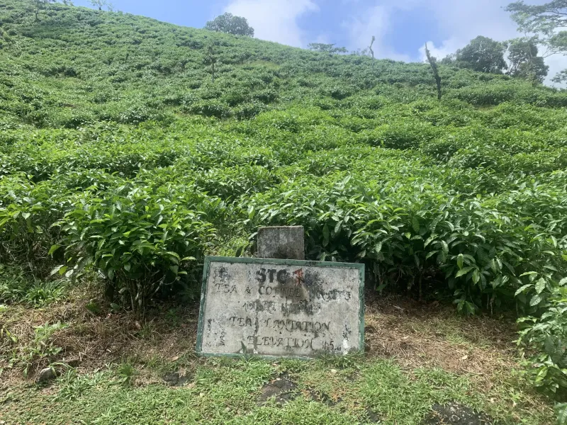 Rows of tea bushes on a steep hillside inside Morne Seychellois National Park on Mahé, forest rising behind.