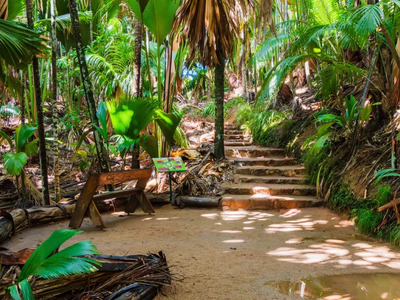 A stepped earth path running between coco de mer palms and dense undergrowth in the Vallée de Mai on Praslin.