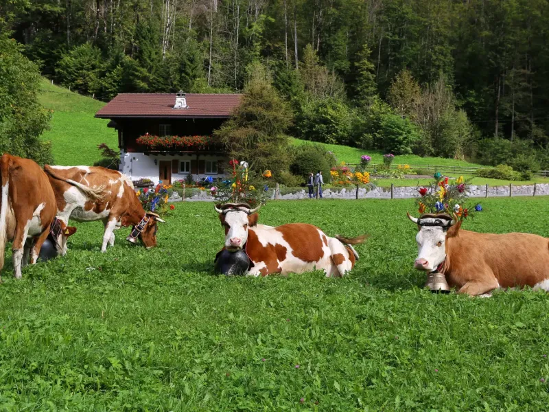 Cattle wearing flower headdresses and heavy bells resting in a green meadow before a chalet on the day of the Alpabzug.