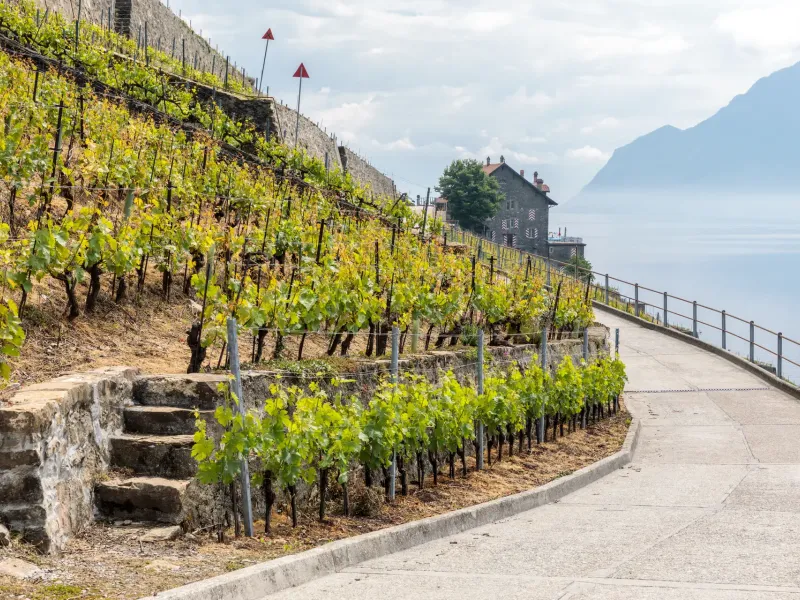 A paved path running between stone walls and young vines on the Lavaux terraces, Lake Geneva hazy below and to the right.