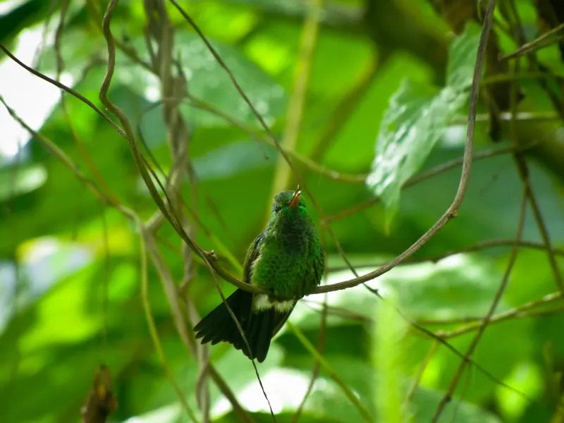A copper-rumped hummingbird perched among rainforest foliage at the Asa Wright Nature Centre in Trinidad's Northern Range.