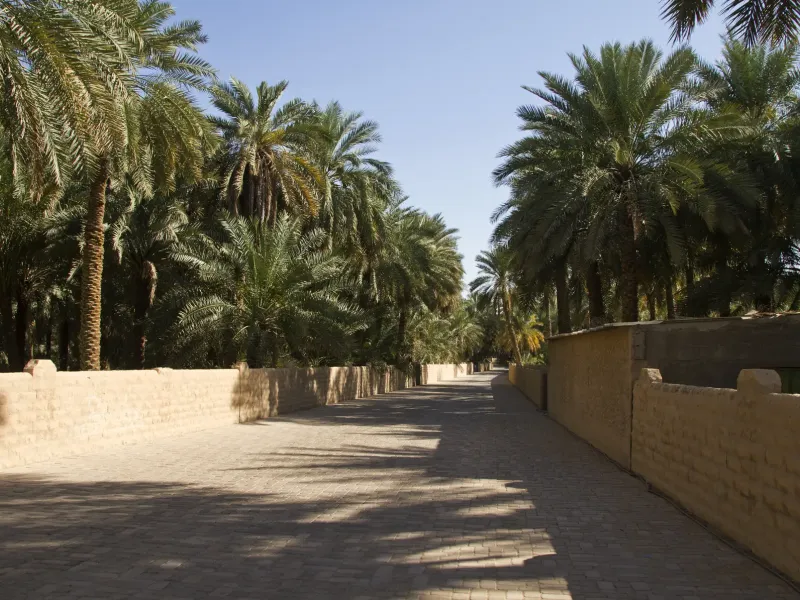 A shaded walkway between mud brick falaj channels and dense date palms in Al Ain Oasis