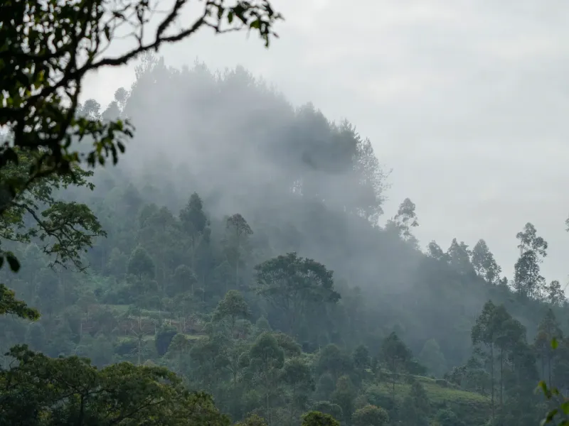 Mist rising between steep forested ridges at the edge of Bwindi Impenetrable National Park, Uganda, cultivation below.
