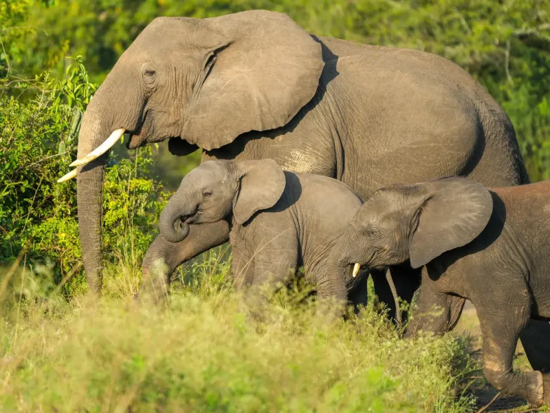 An adult elephant and two calves moving through green bush in Queen Elizabeth National Park, Uganda.