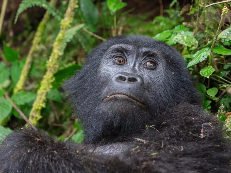 A mountain gorilla resting among dense green undergrowth in Bwindi Impenetrable National Park, Uganda.