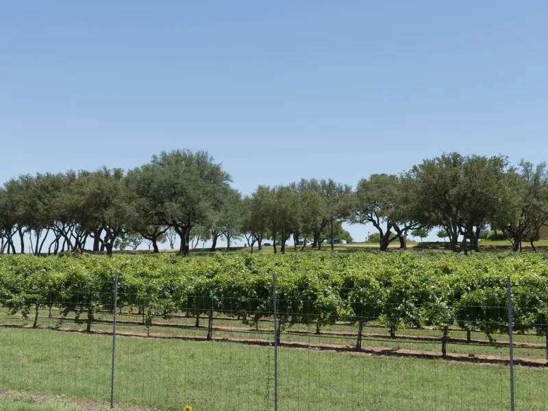 Rows of green grapevines behind a wire fence with live oaks along a ridge in the Texas Hill Country near Fredericksburg.