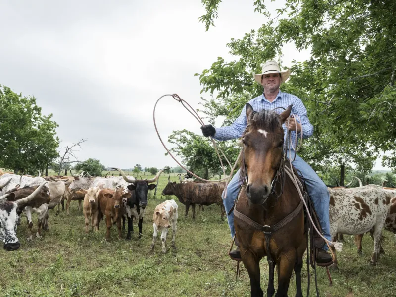 A cowhand in a straw hat swings a lariat on horseback among longhorn cattle on a working Texas ranch.