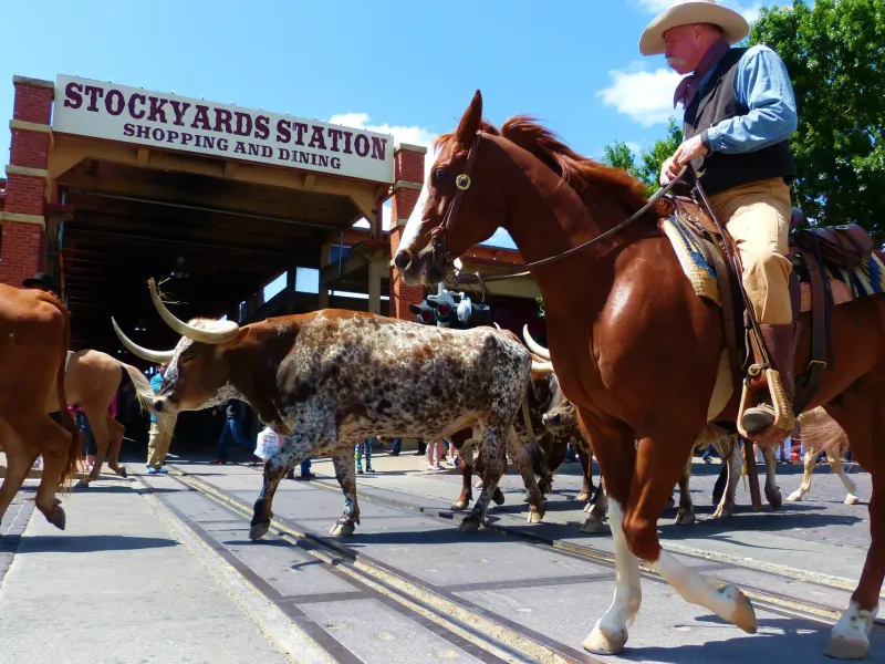 A drover on horseback leads Texas longhorn cattle along the brick street at the Fort Worth Stockyards.
