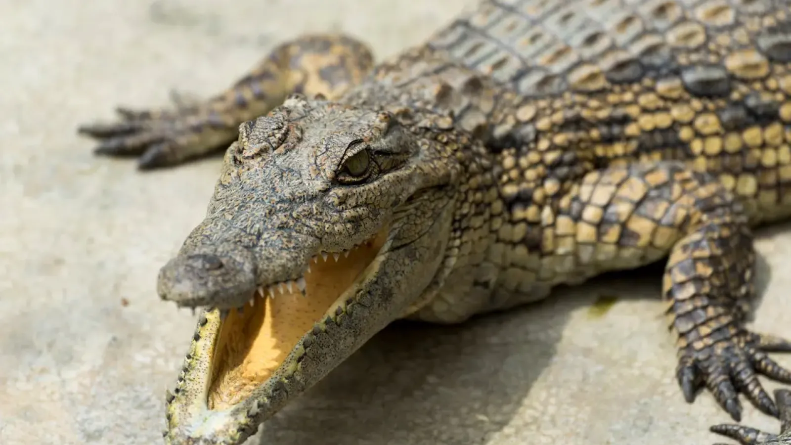 Crocodile with its mouth open, taken in Uganda