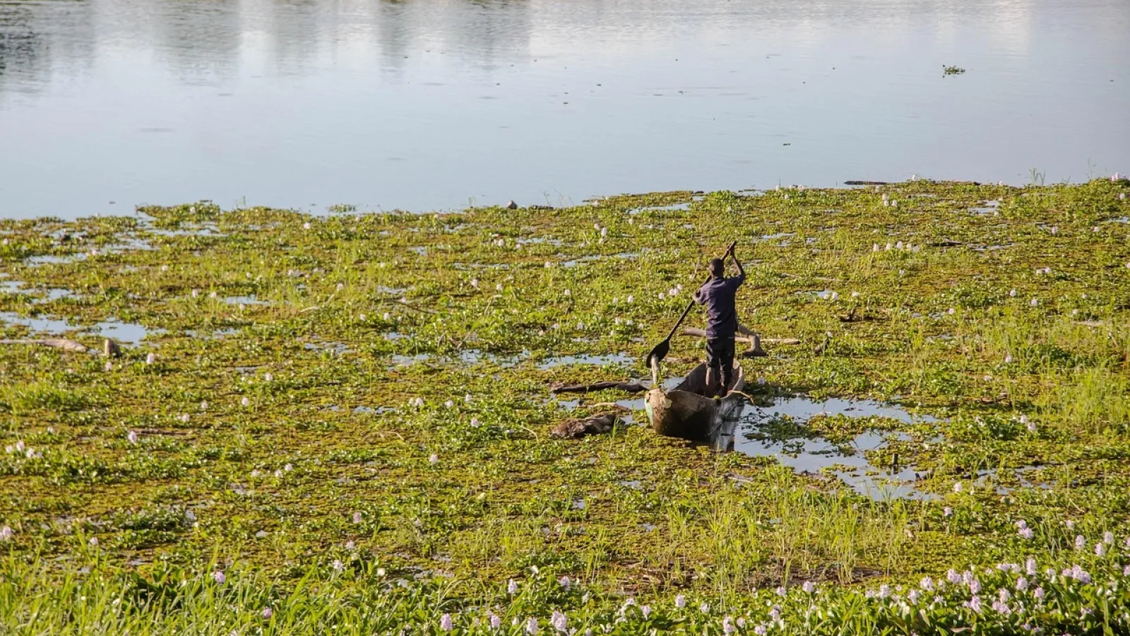 A man in a small boat poling through a river covered in water hyacinth plants in Maamba, Zambia