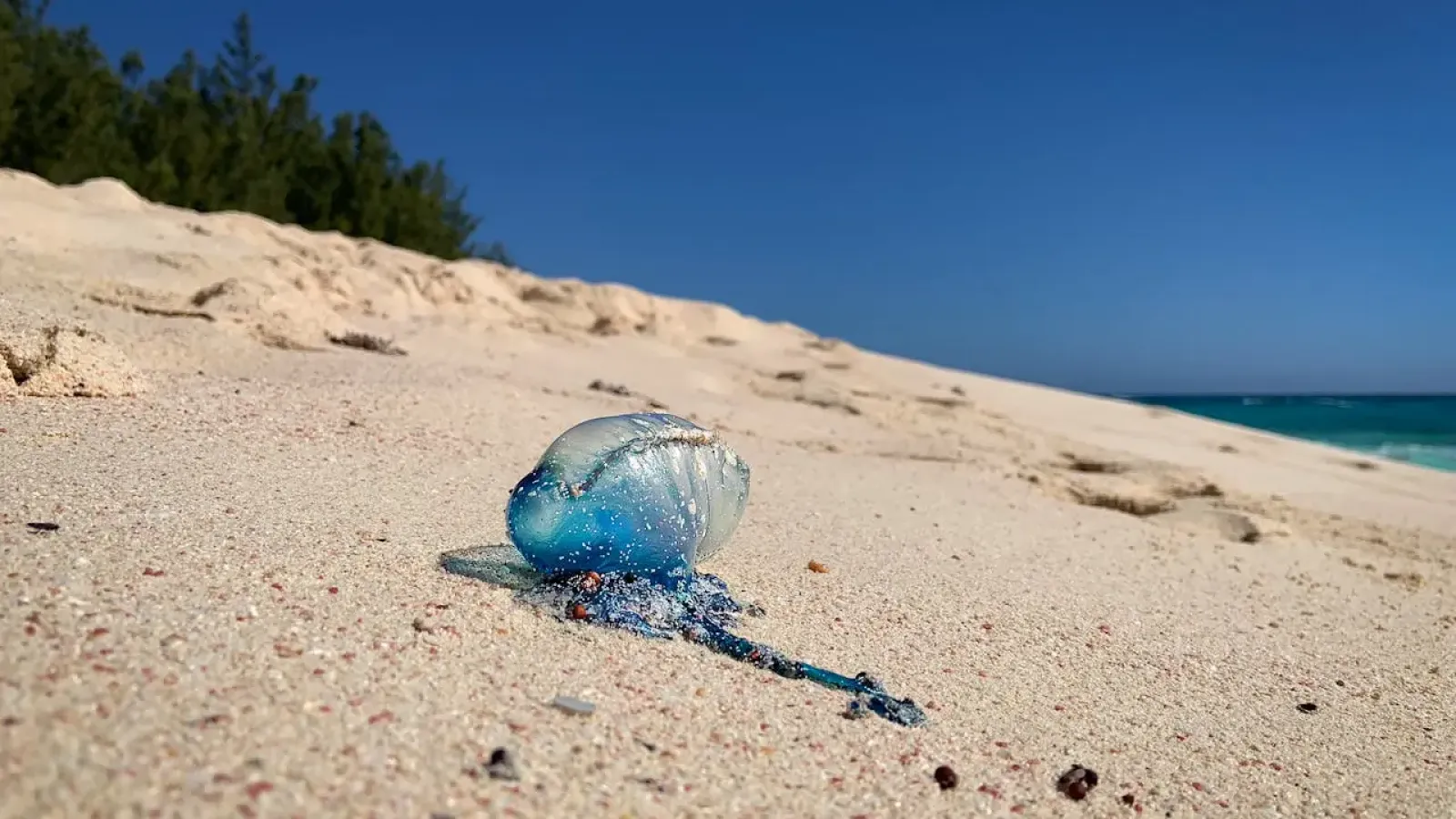 Portuguese man o\\\' war in Bermuda