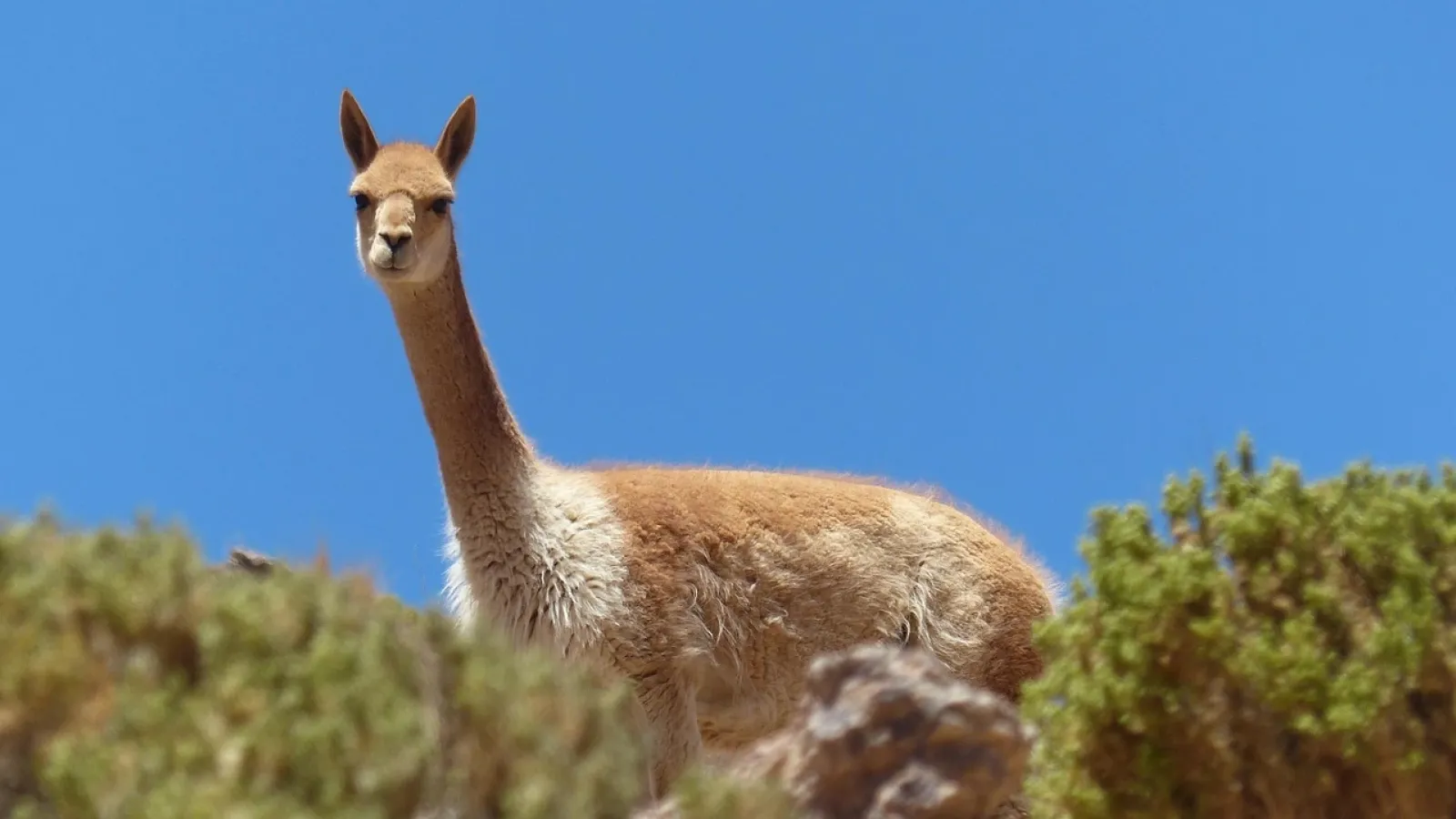 Animal egypt