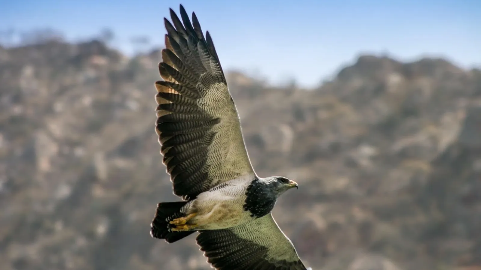 Argentina eagle featured