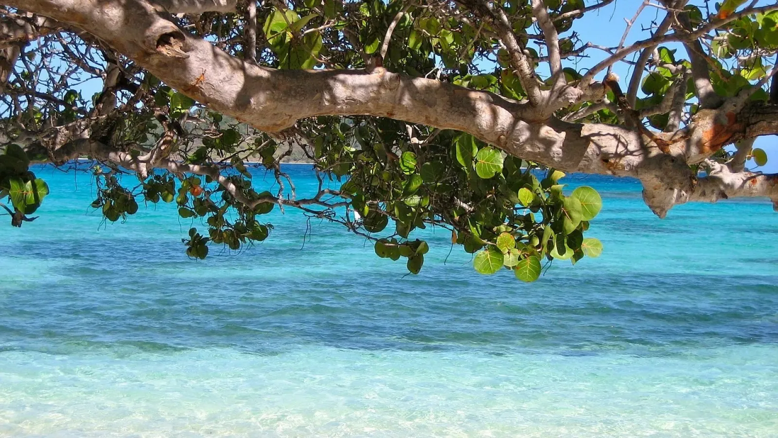 Beach in Barbados featured